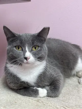 Suki
