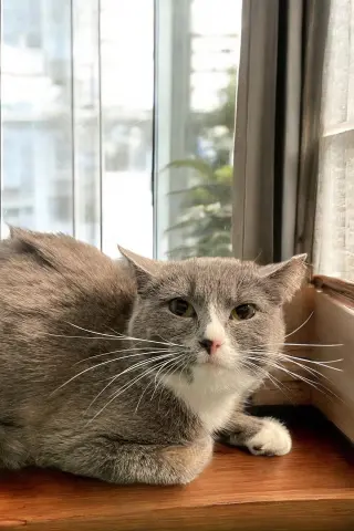 Suki