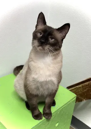 Hector
