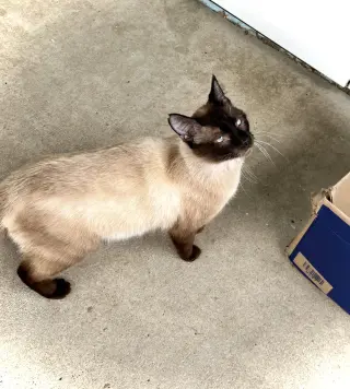 Hector