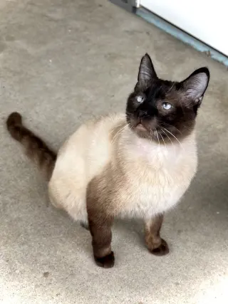 Hector