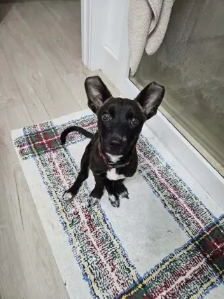 Penny aka Precious