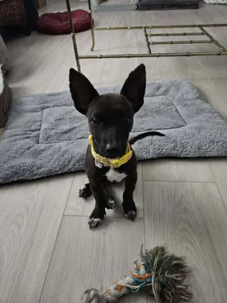 Penny aka Precious