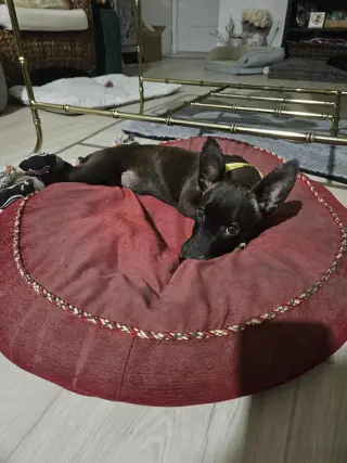 Penny aka Precious