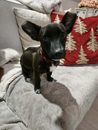 Penny aka Precious