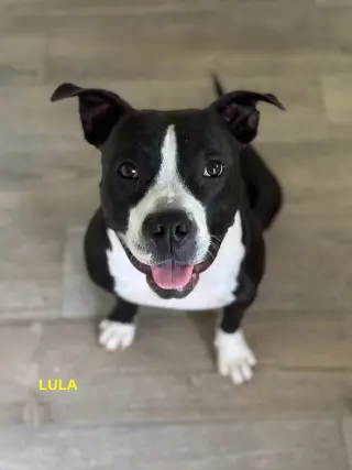 LULA