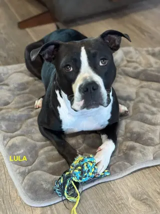 LULA
