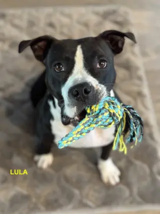 LULA