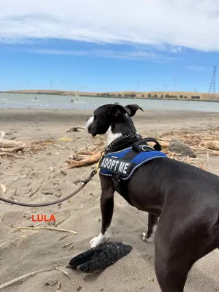 LULA
