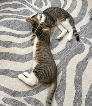Lemon Pepper (bonded w/ Cypress)