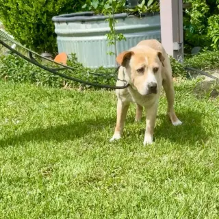 Nelson