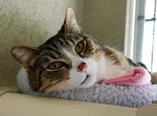 Thomas