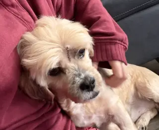 Toby - Loves to Cuddle!
