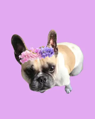 Petunia