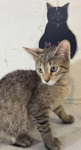 Molly