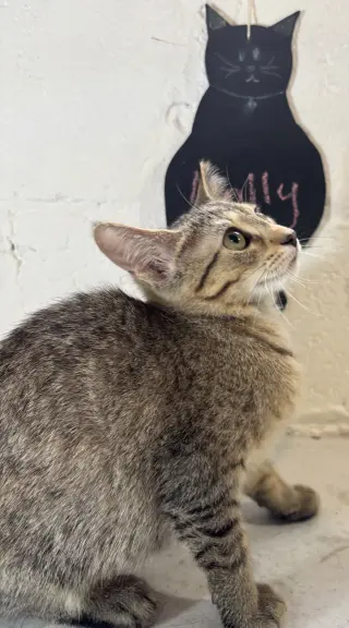 Molly