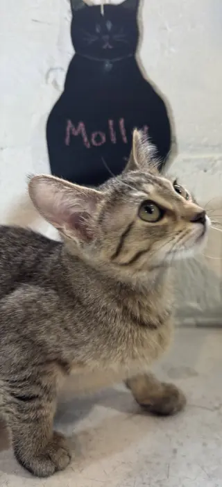 Molly