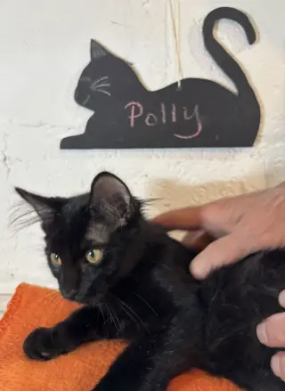 Polly