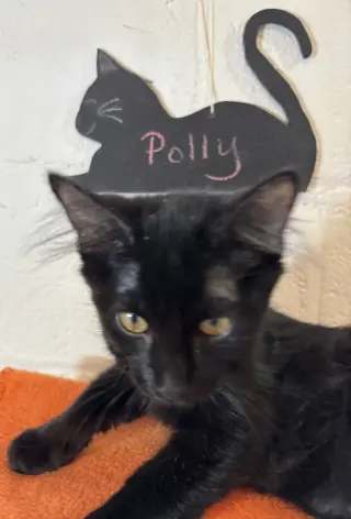 Polly