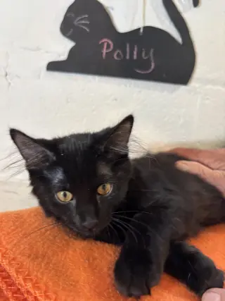 Polly