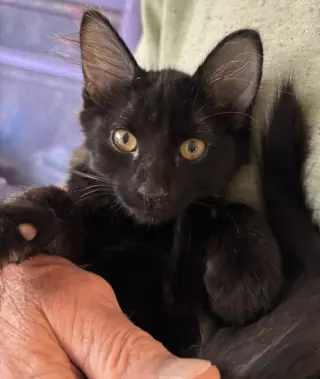 Polly