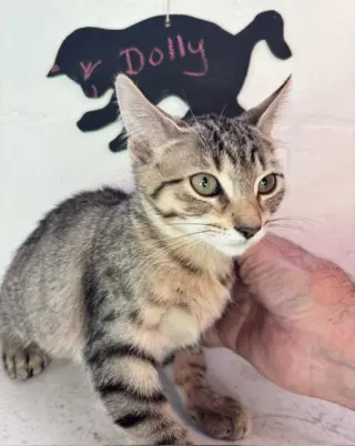 Dolly