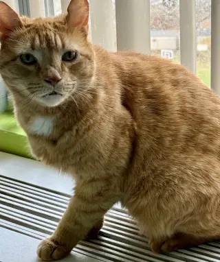 Joey