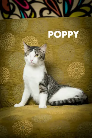 Poppy