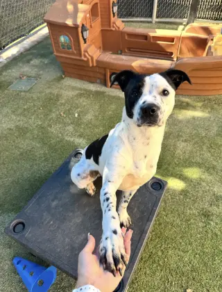 Fiona