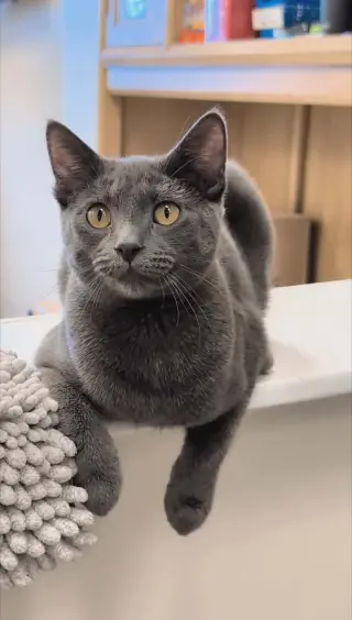 Penny