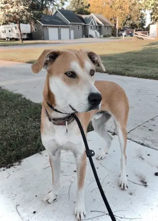 Tug