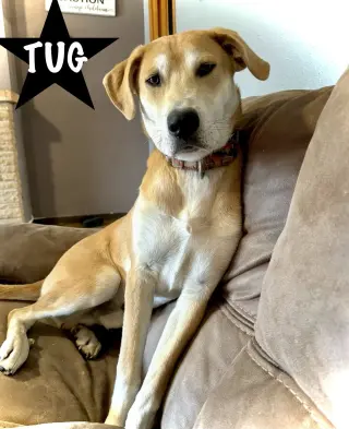 Tug