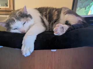 zz "Bunny" courtesy listing