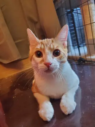 Muenster