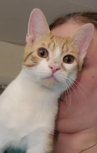 Muenster