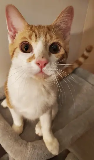 Muenster