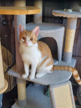 Muenster
