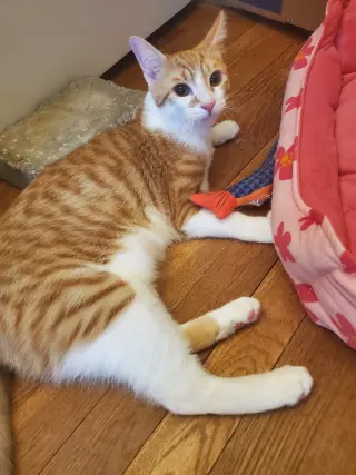 Muenster