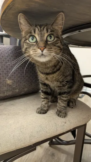 Melodie