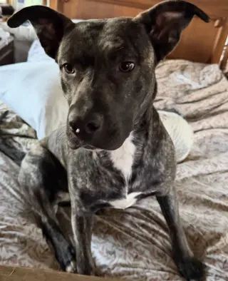 Delta