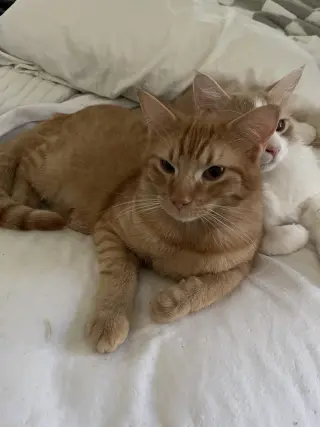 Biscotti
