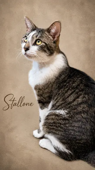 Stallone (FCID #03/27/2026 - 102) Willow Grove