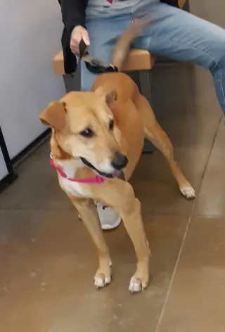 Puddin-Gentle & Loyal Girl