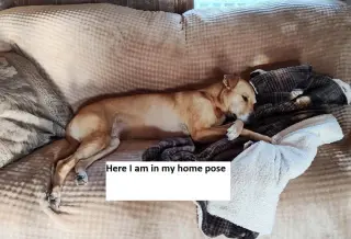 Puddin-Gentle & Loyal Girl