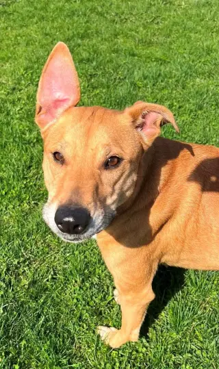 Puddin-Gentle & Loyal Girl