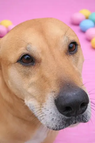 Puddin-Gentle & Loyal Girl