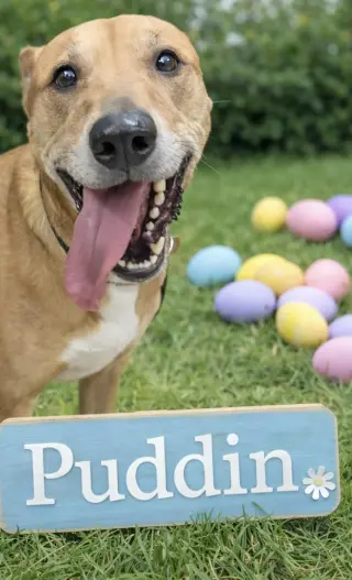 Puddin-Gentle & Loyal Girl