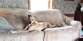 Puddin-Gentle & Loyal Girl