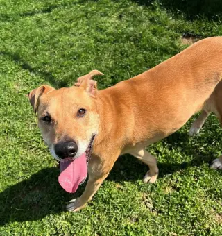 Puddin-Gentle & Loyal Girl