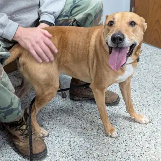 Puddin-Gentle & Loyal Girl